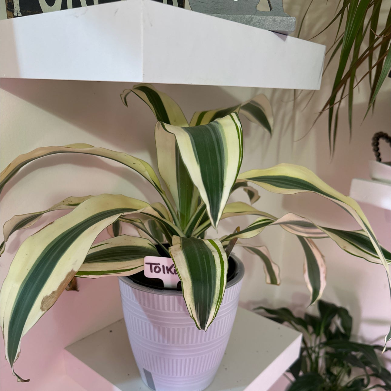 White aspen plant care