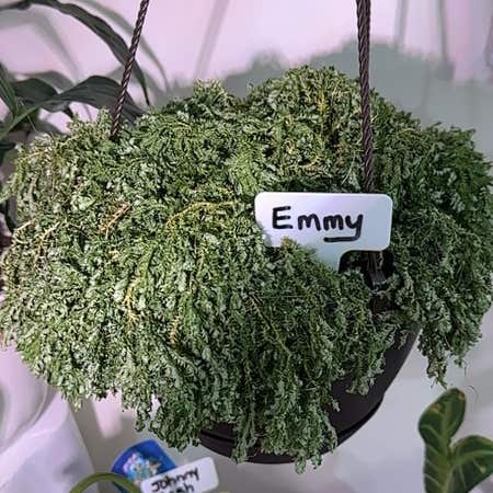 Photo of the plant species Moss Fern by @NewlyMintedMom named Emmy on Greg, the plant care app