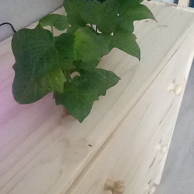 Photo of the plant species Black Sweet Potato Vine by @ZarfSeaaster named Oscar on Greg, the plant care app
