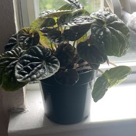 Photo of the plant species Peperomia Abricos by @PetCornbind named Little Old Man on Greg, the plant care app