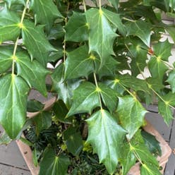 Beale's Mahonia plant