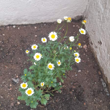 Photo of the plant species Feverfew by @BigtimeOxlip named Orlando Bloom on Greg, the plant care app