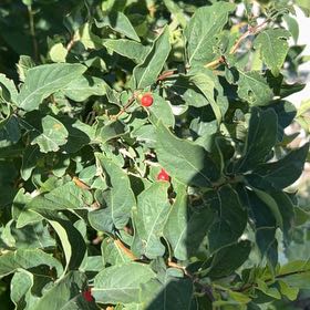Photo of the plant species Tatarian Honeysuckle by @Lars named Ulysses S Plant on Greg, the plant care app
