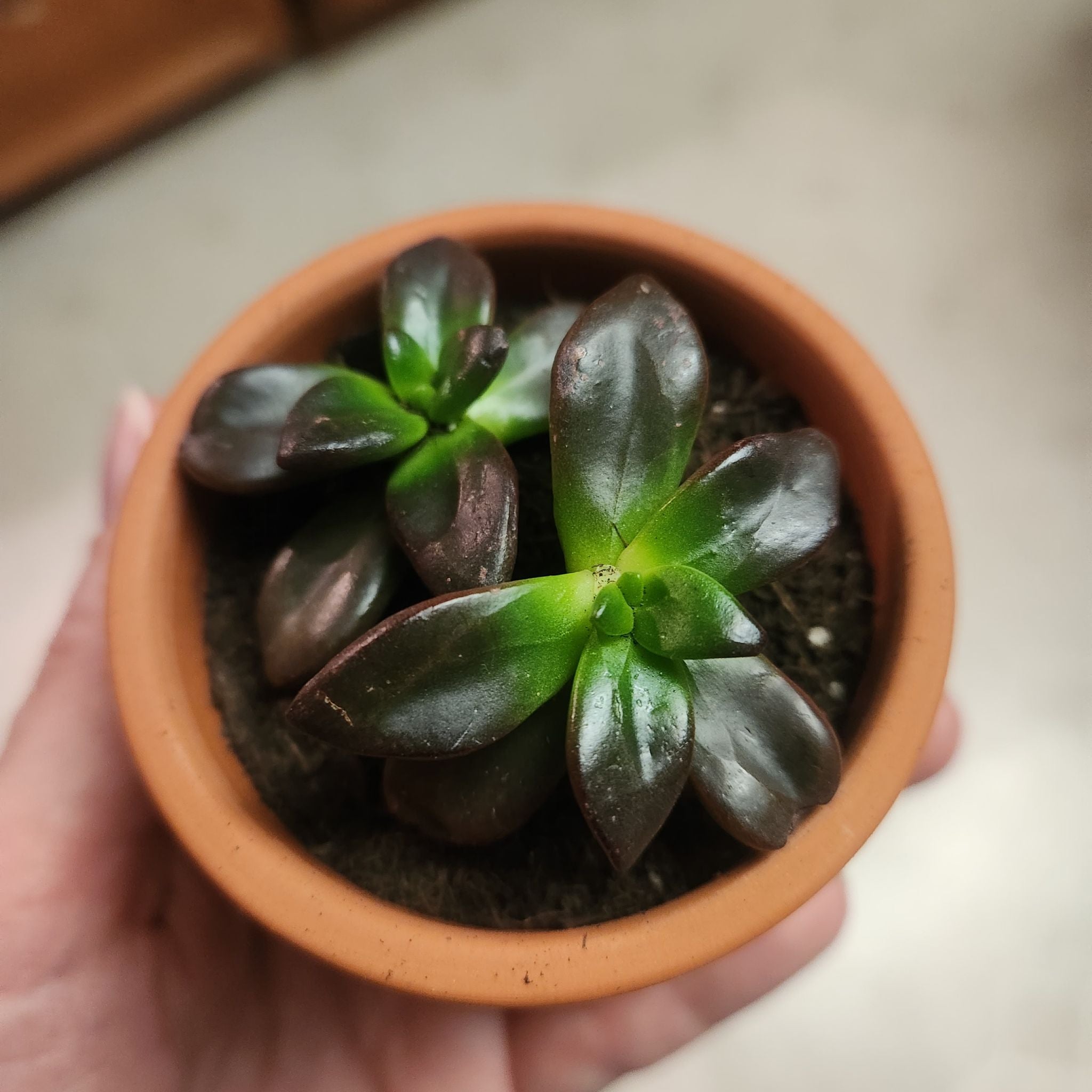 How to Prune Echeveria 'Licorice'