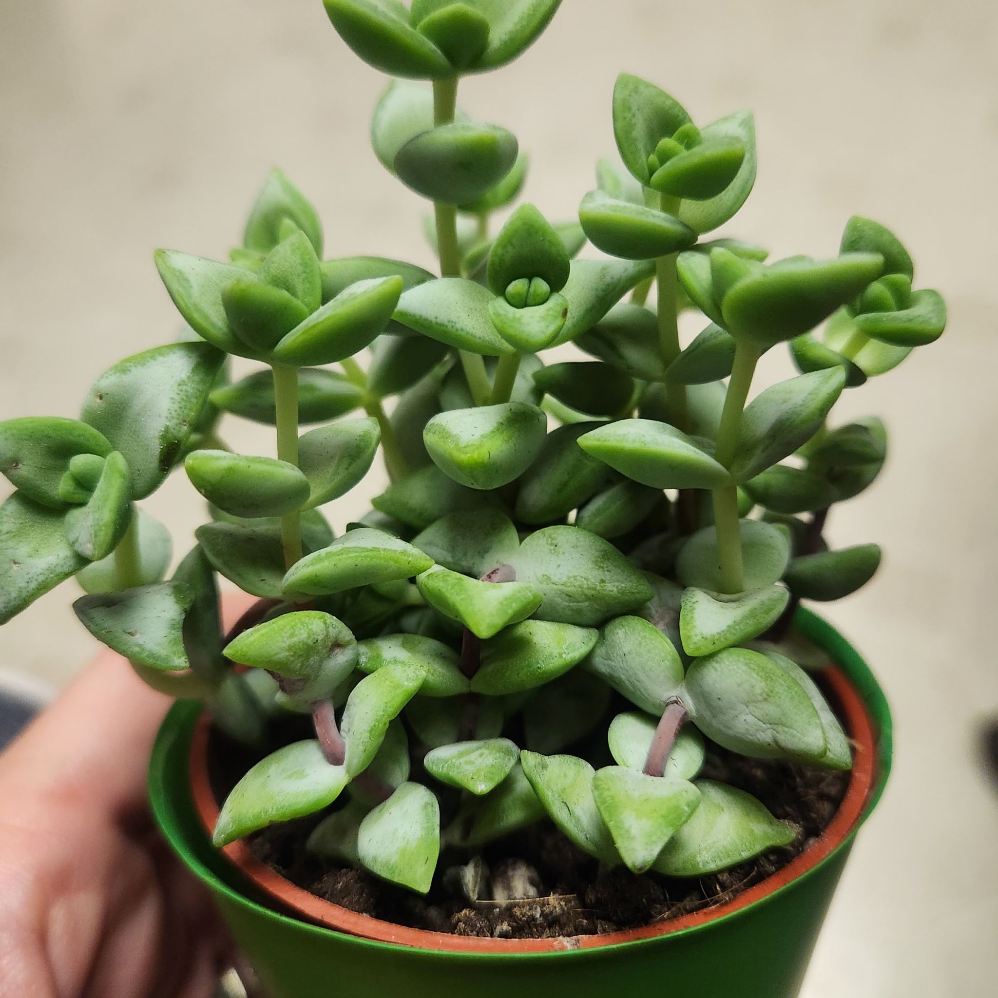 Photo of the plant species Rosary Vine by @hollyelaine8 named Delilah on Greg, the plant care app