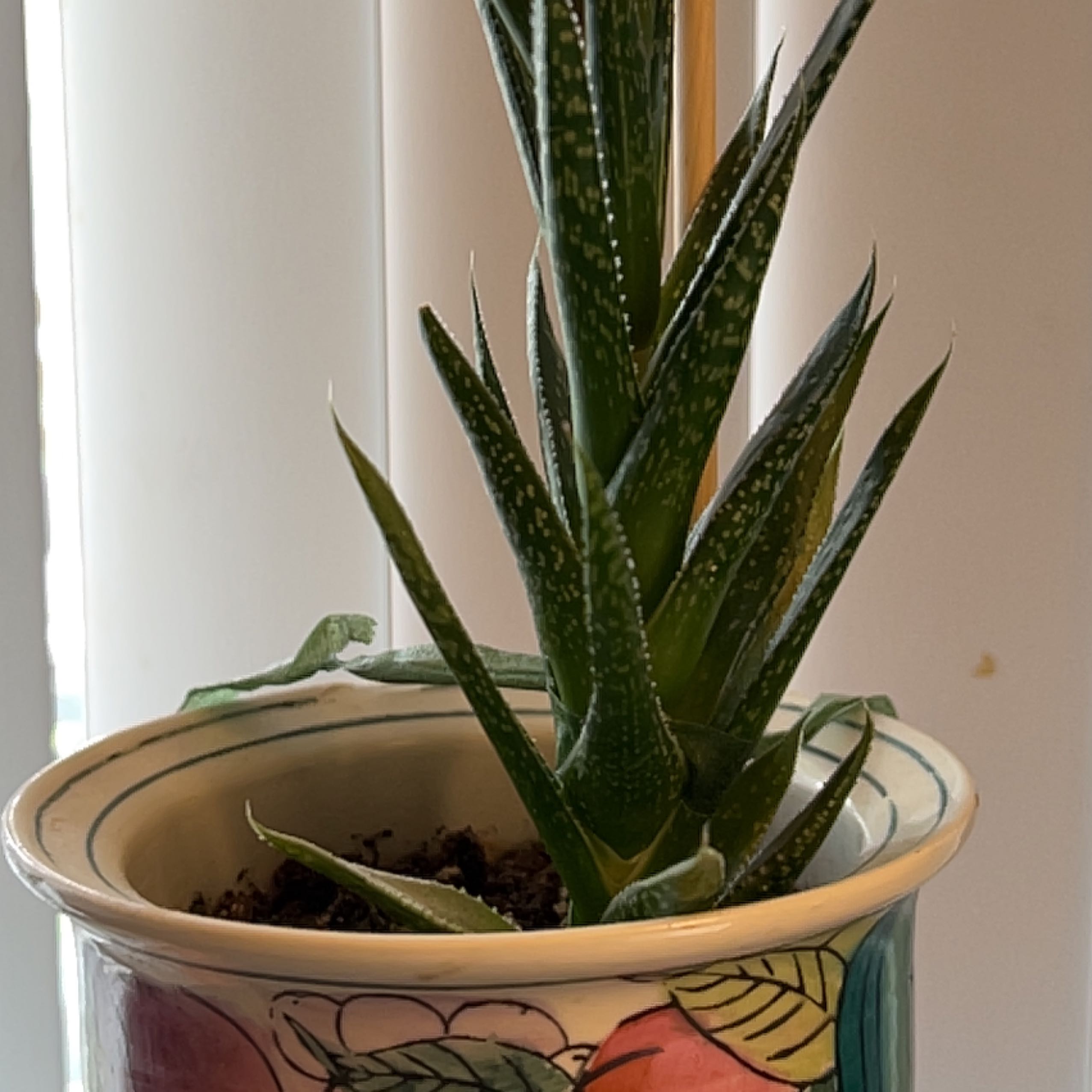 Bredasdorp Gasteria plant in a decorative pot with visible soil, well-framed and in focus.