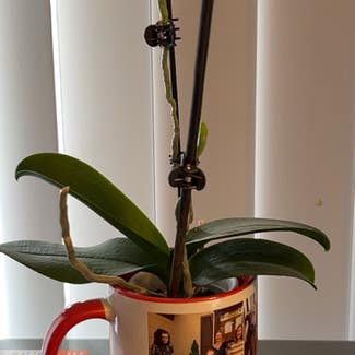 Phalaenopsis Orchid plant in Langhorne, Pennsylvania