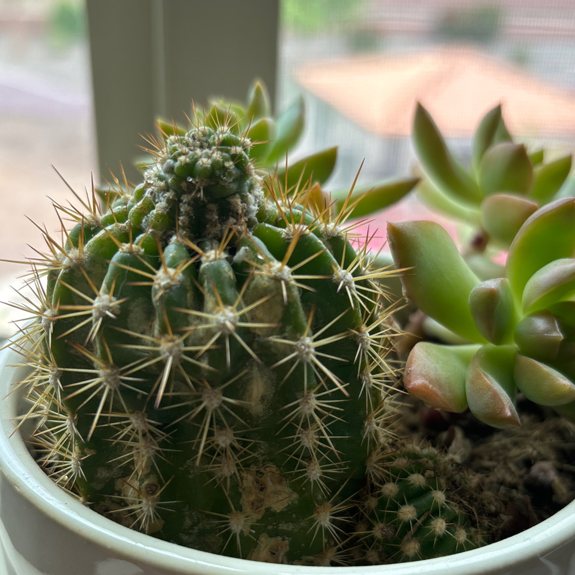 Torch Cactus in a pot with a succulent, showing some browning and discoloration.