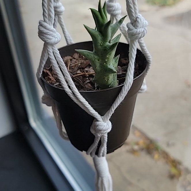 Photo of the plant species shrimp clamp by @NewHawkswing named Gomez on Greg, the plant care app