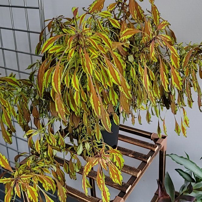 Photo of the plant species FlameThrower™ Salsa Verde Coleus by @NewHawkswing named Sproutacus on Greg, the plant care app