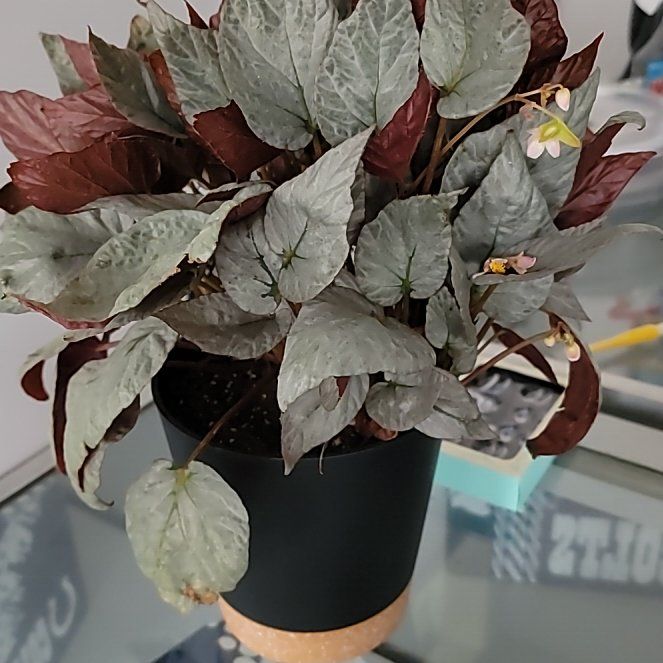 Photo of the plant species Silver Limbo Begonia by @NewHawkswing named Drake on Greg, the plant care app
