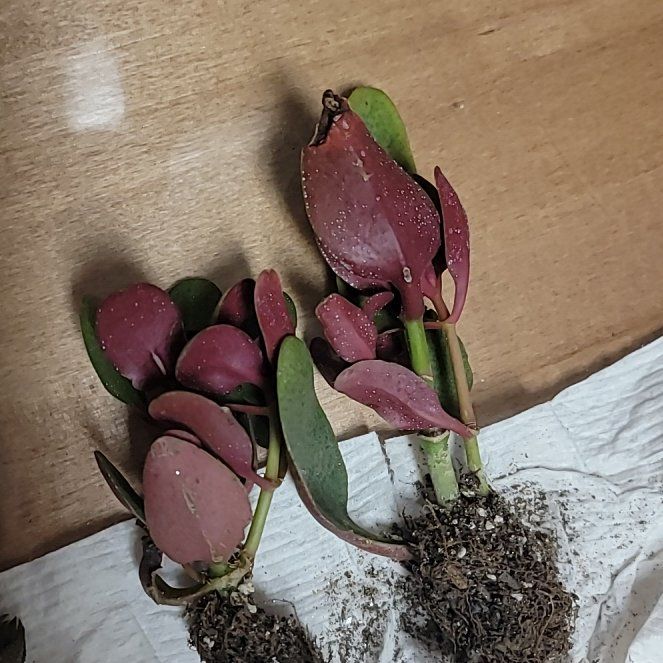 Photo of the plant species Pondo Cliff Crassula by @NewHawkswing named Orlando Bloom on Greg, the plant care app