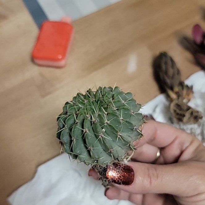 Photo of the plant species Notocactus buiningii by @NewHawkswing named Aristotle on Greg, the plant care app