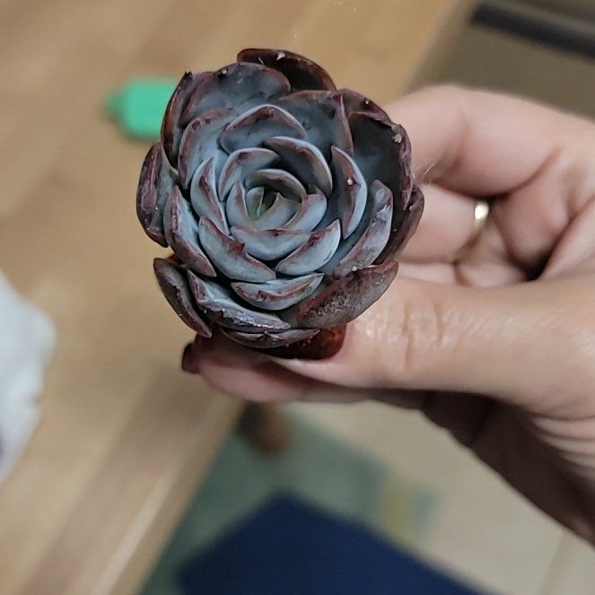 Photo of the plant species Echeveria Dark Ice by @NewHawkswing named Beckham on Greg, the plant care app