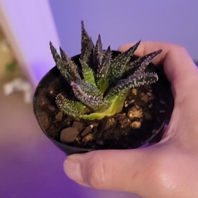 Photo of the plant species Gasteraloe 'Tarantula' by @NewHawkswing named Darwin on Greg, the plant care app