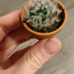 Silver Cluster Cactus plant