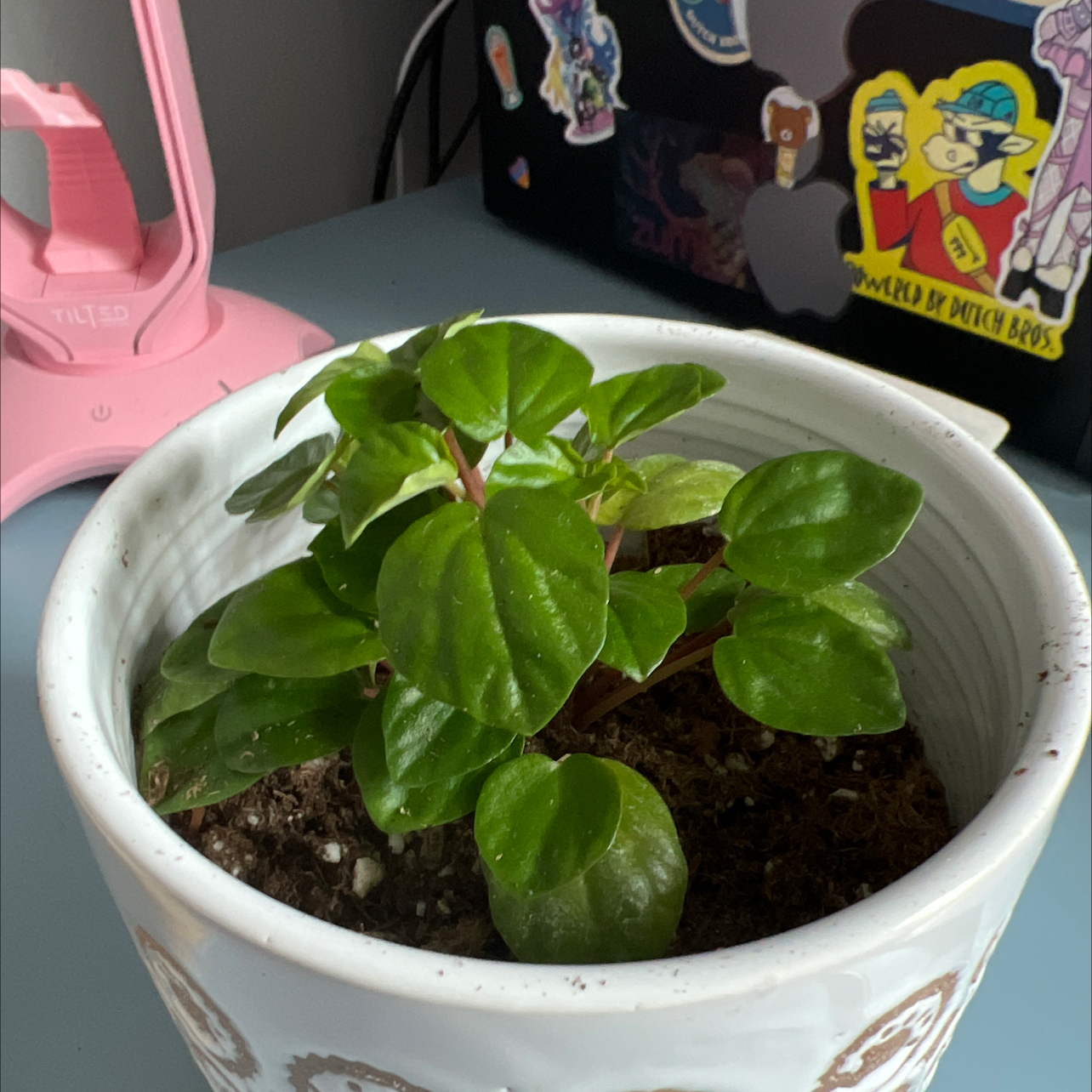 Photo of the plant species flowering peperomia by @SwellRichweed named Salt Jr. on Greg, the plant care app