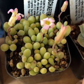 Photo of the plant species Fairy Tale Plant by @SwellRichweed named Navajo on Greg, the plant care app