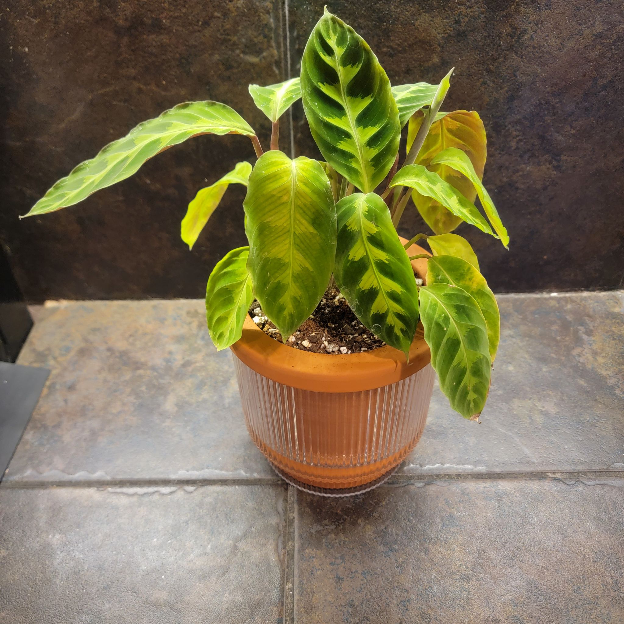 Photo of the plant species Zebra Calethea by @kelsominelso named Calathea Warscewiczii on Greg, the plant care app