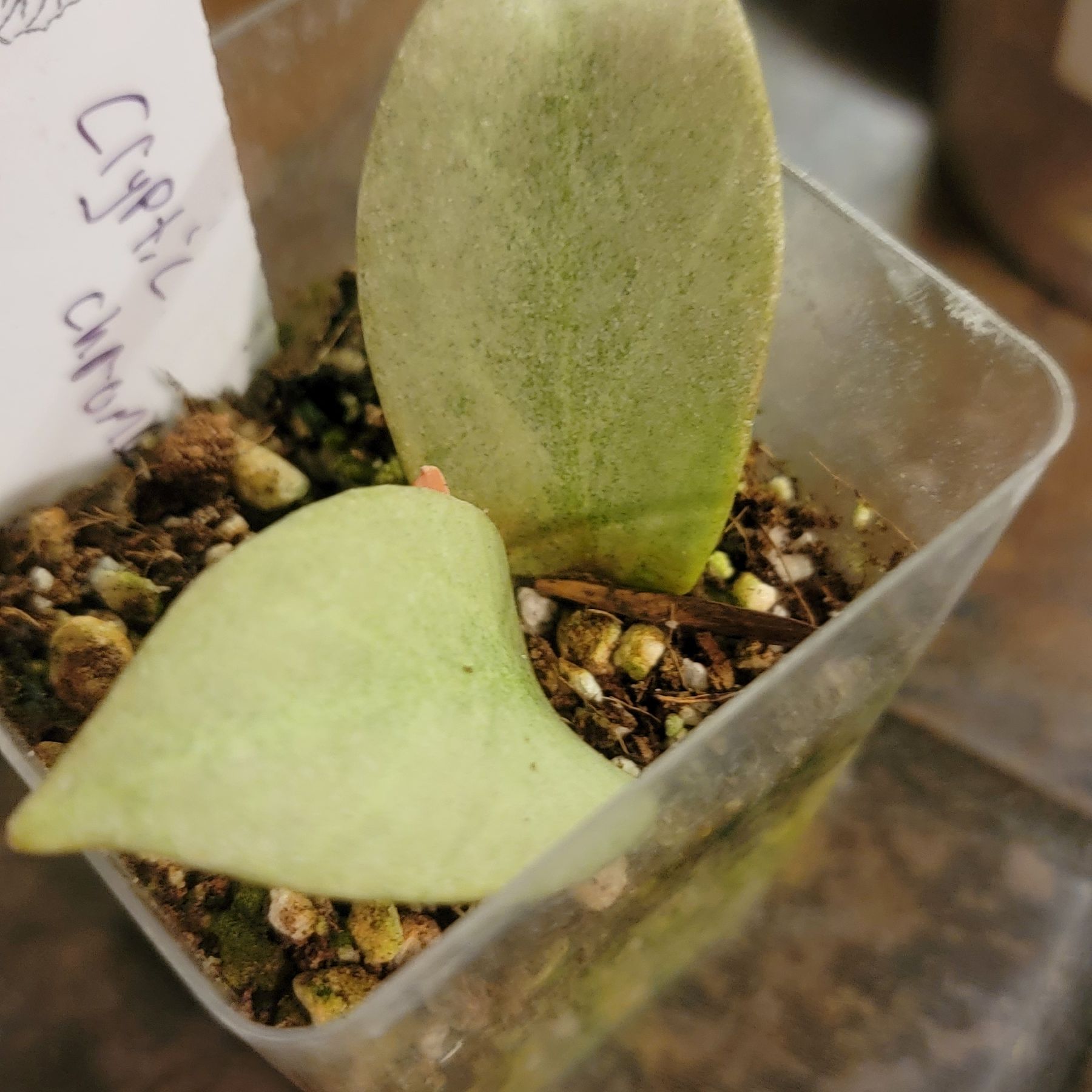 Photo of the plant species Hoya obscura 'Cryptic Chrome' by @kelsominelso named Hoya Obscura ‘Cryptic Chrome’ on Greg, the plant care app
