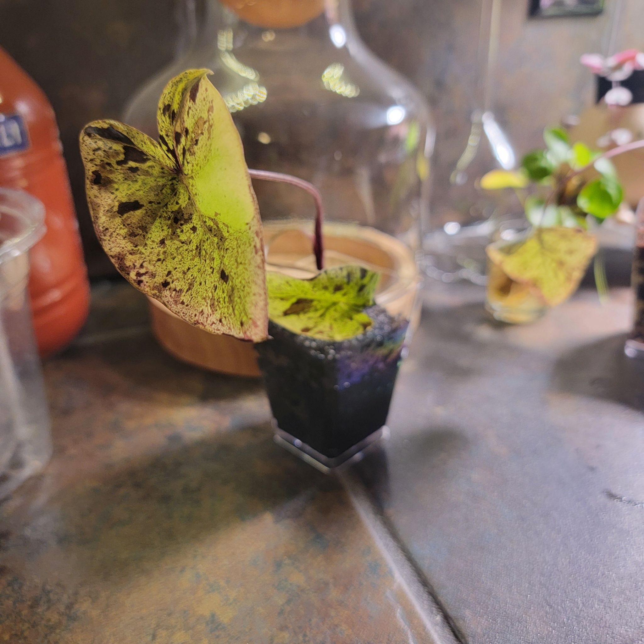 Taro 'Mojito' plant with yellowing and black spots on leaves in a small container.