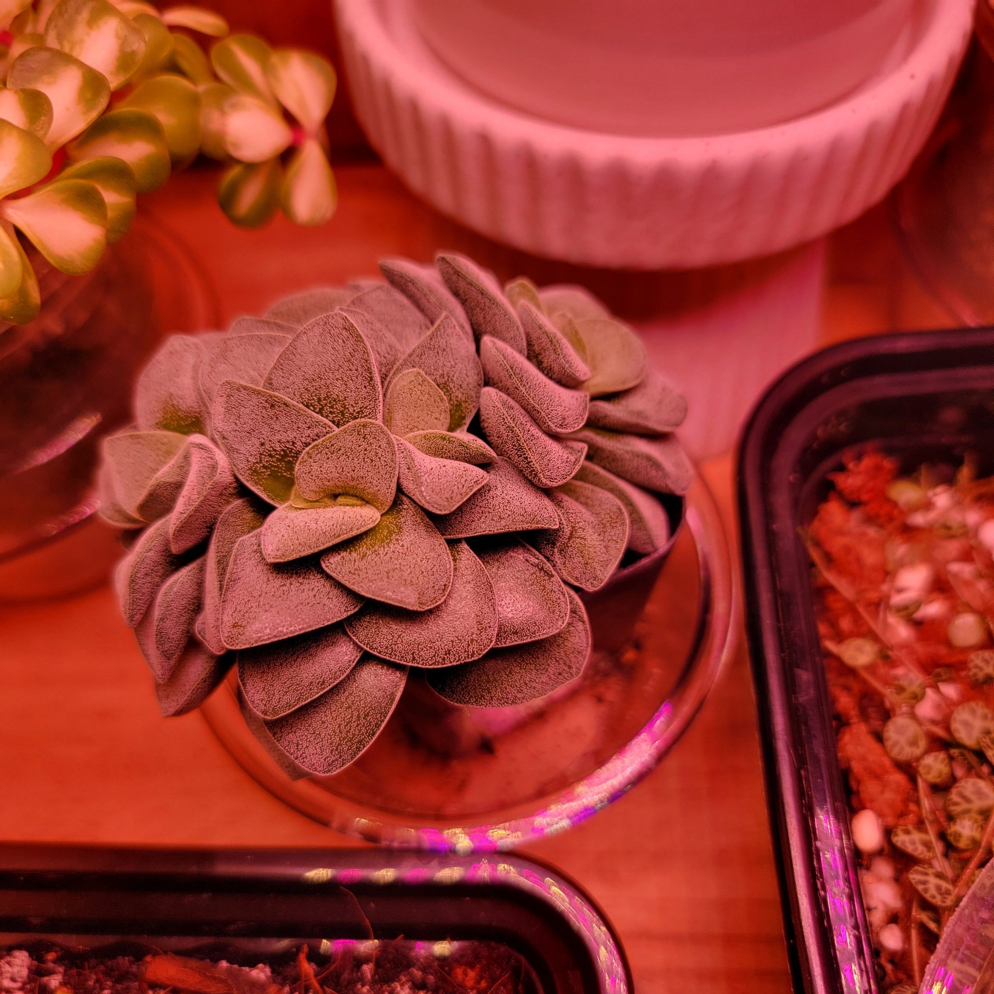 Photo of the plant species Crassula Morgan Hybrid w. Silver Springtime by @kelsominelso named Crassula Morgan's Beauty on Greg, the plant care app