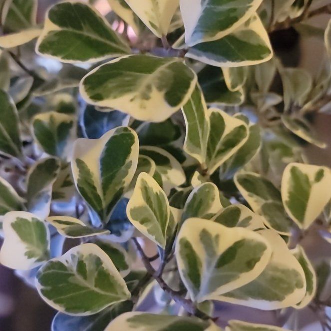 Photo of the plant species Triangle Ficus by @kelsominelso named Ficus Triangularis on Greg, the plant care app