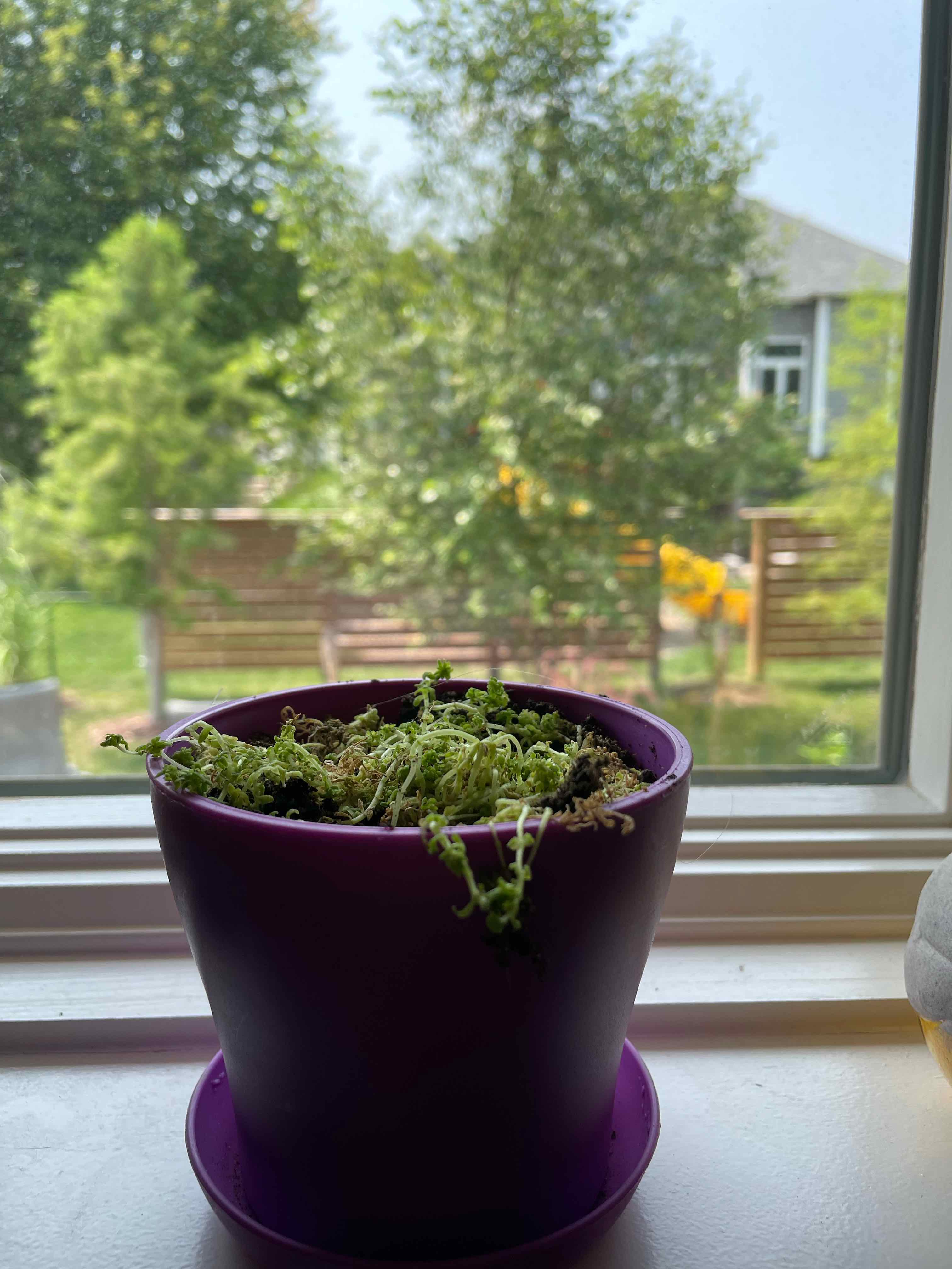 Tokyo Sun Stonecrop plant in a purple pot on a windowsill with a garden view in the background.