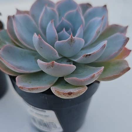 Photo of the plant species Echeveria Subsessilis by @ElatedEllisia named Orion on Greg, the plant care app
