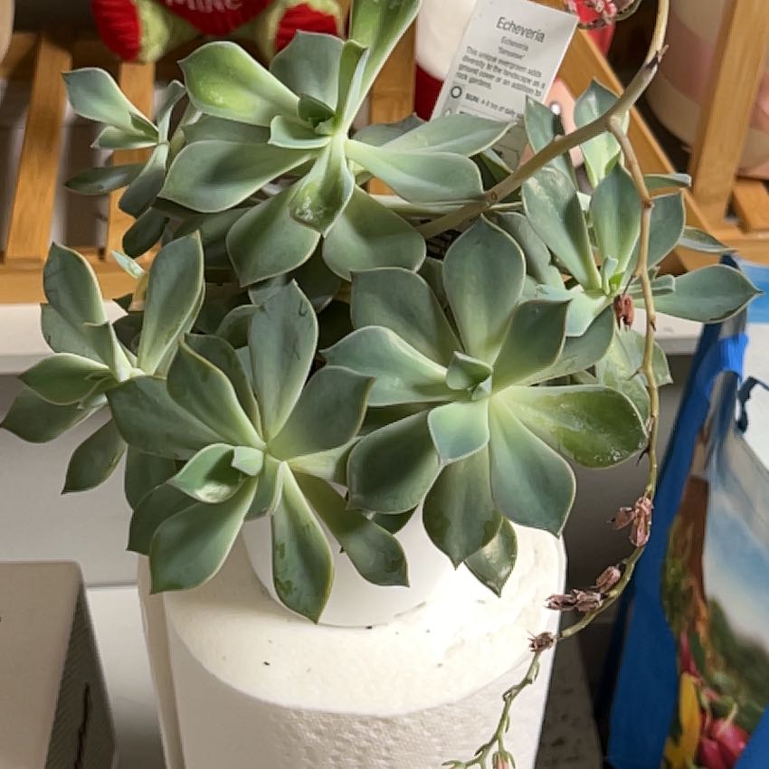 Photo of the plant species Echeveria 'Sanyatwe' by @HoorayPalepuma named Terra on Greg, the plant care app