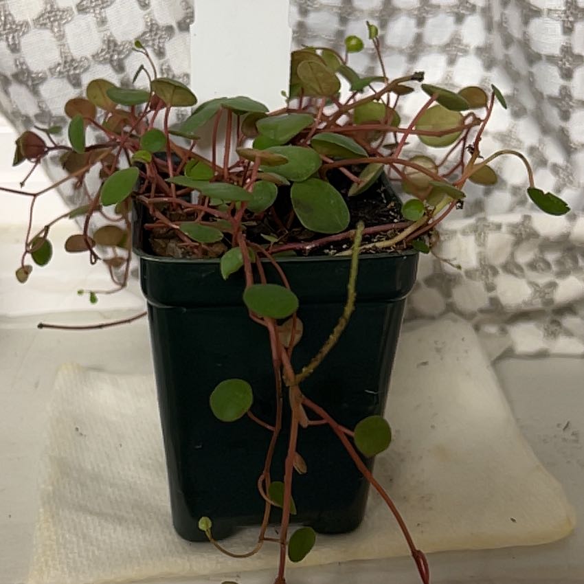 Peperomia 'Pepperspot' plant in a black pot with green leaves and red stems.