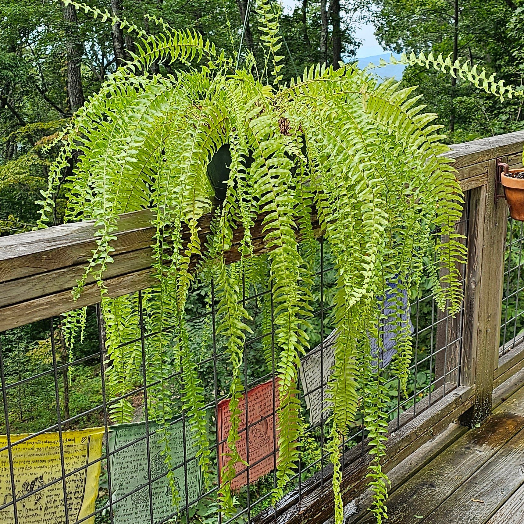Healthy Tiger Fern with long, arching fronds in a hanging pot on a wooden railing.