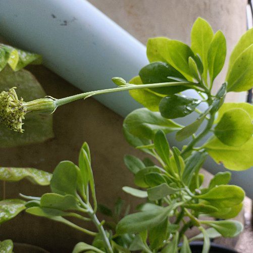 Photo of the plant species Kleinia grandiflora by @GlossyOakfern named Caktee on Greg, the plant care app