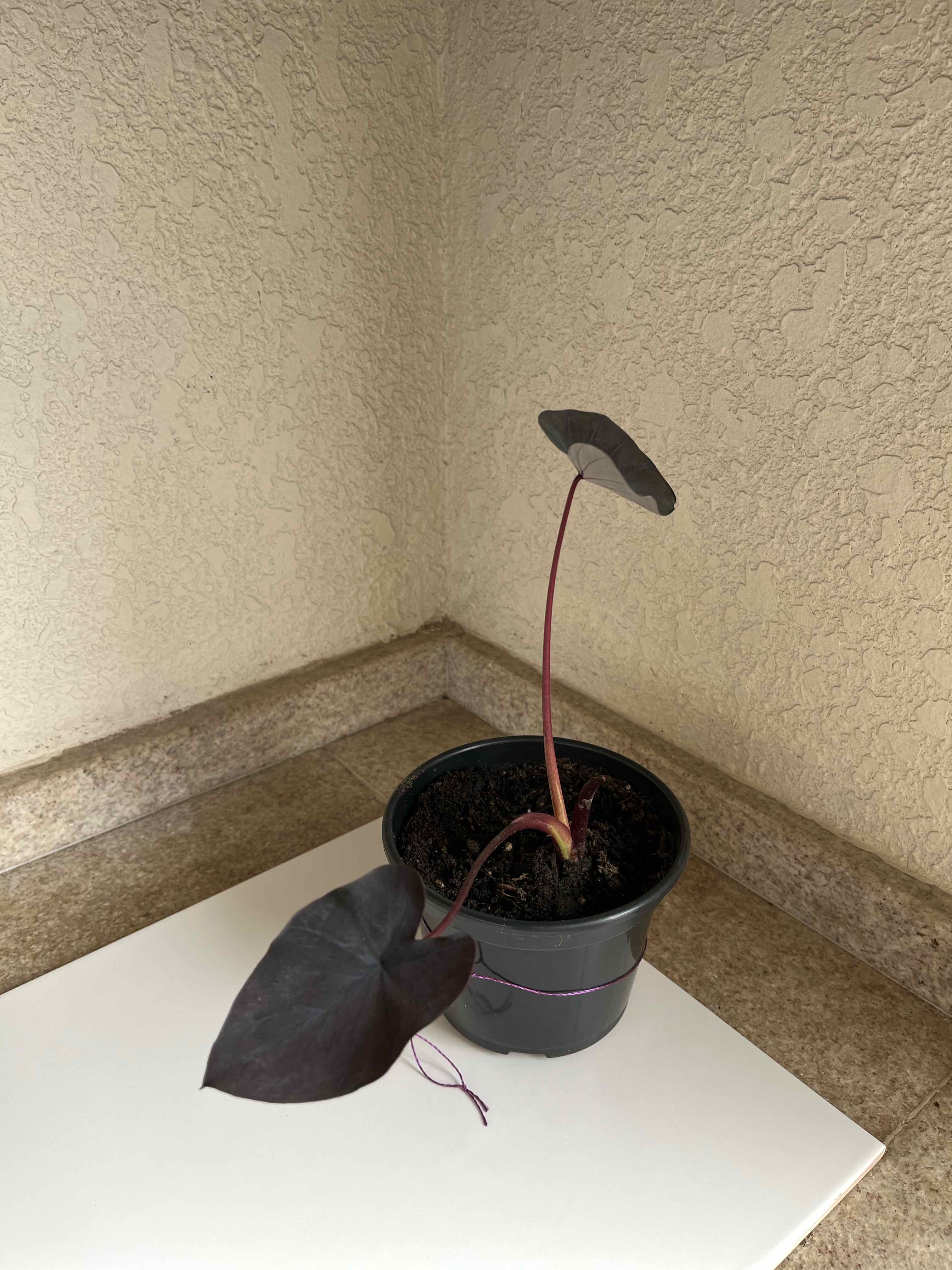 Colocasia 'Black Beauty' plant in a small pot with two dark leaves, one drooping.