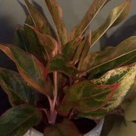 Photo of the plant species Firecracker Chinese Evergreen by @WholeCoconut named Hemingway on Greg, the plant care app