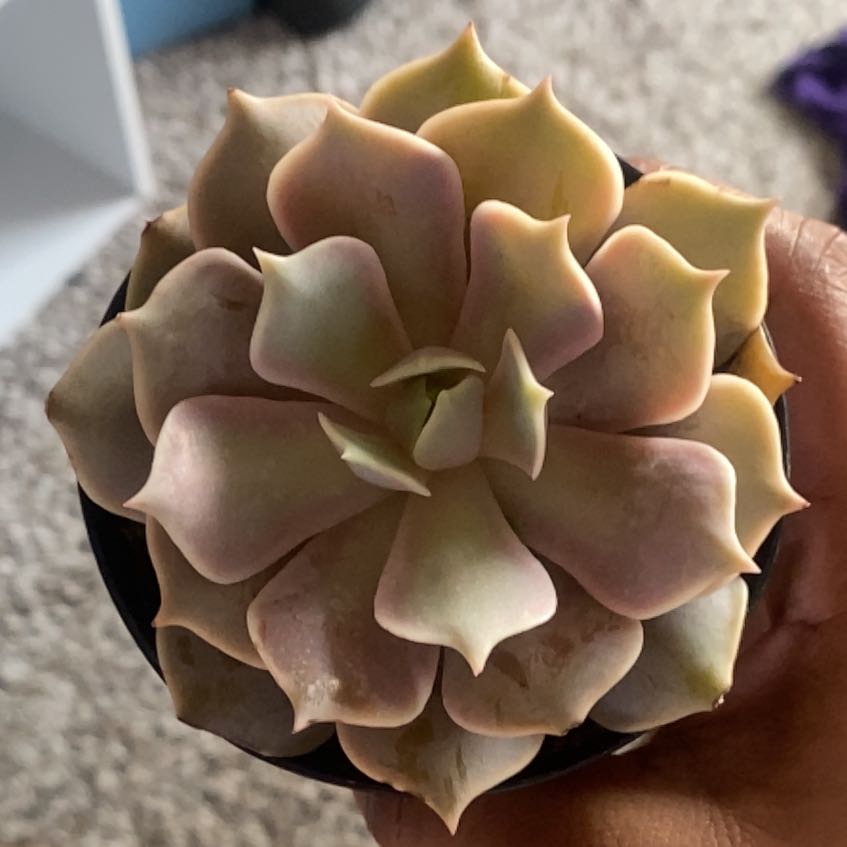 Photo of the plant species Echeveria Pink Lola by @MellowCyclamen named Orwell on Greg, the plant care app