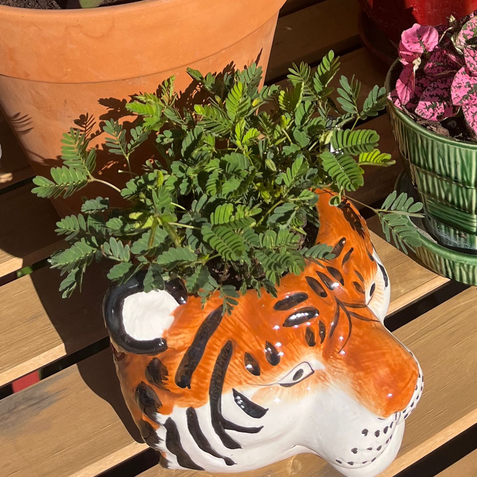 Sensitive Plant in a tiger-shaped pot, healthy green leaves, no visible soil.