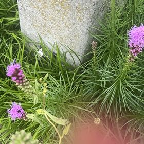 Photo of the plant species Dense Blazing Star by @JollyRosilla named Elle on Greg, the plant care app