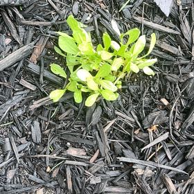 Photo of the plant species Mexican Orange Blossom by @JollyRosilla named Demi on Greg, the plant care app