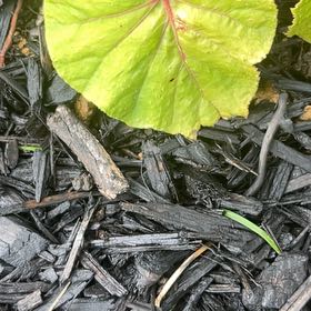 Photo of the plant species Garden Rhubarb by @JollyRosilla named Gaga on Greg, the plant care app