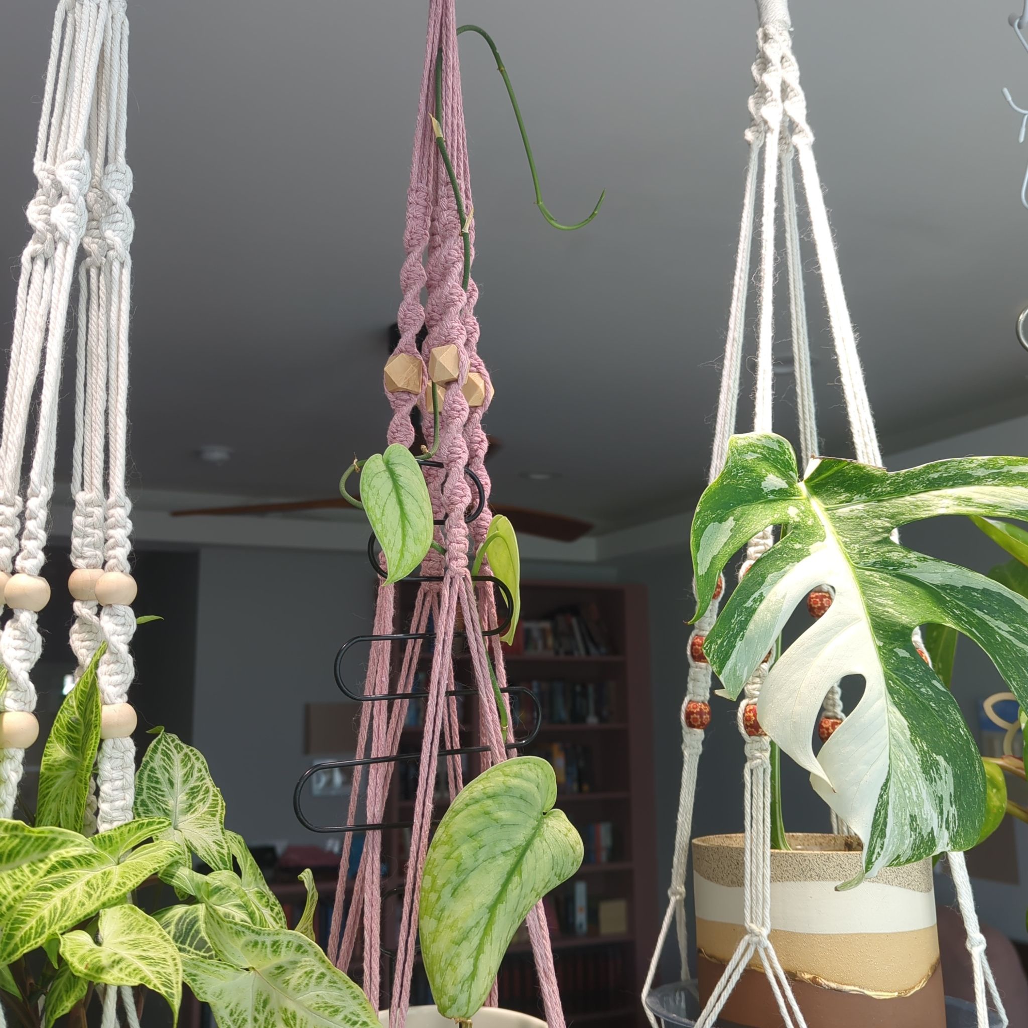 Photo of the plant species Scindapsus ‘Silver Cloud’ by @MorganJungle named Elle on Greg, the plant care app