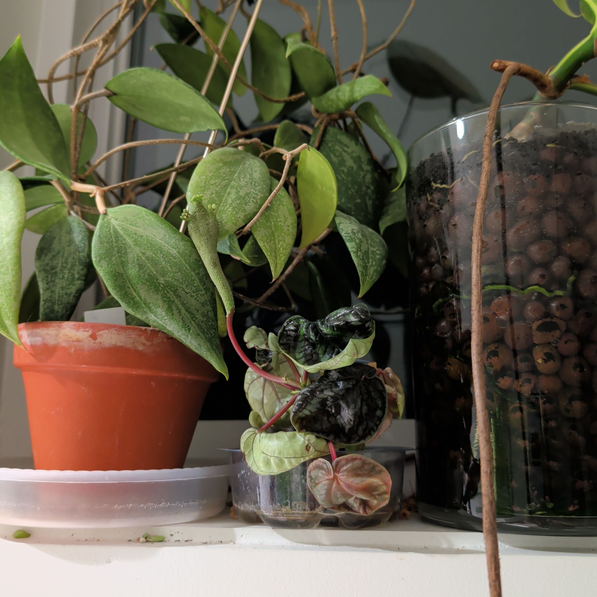 Photo of the plant species Peperomia 'Dragon Skin' by @MorganJungle named Curie on Greg, the plant care app