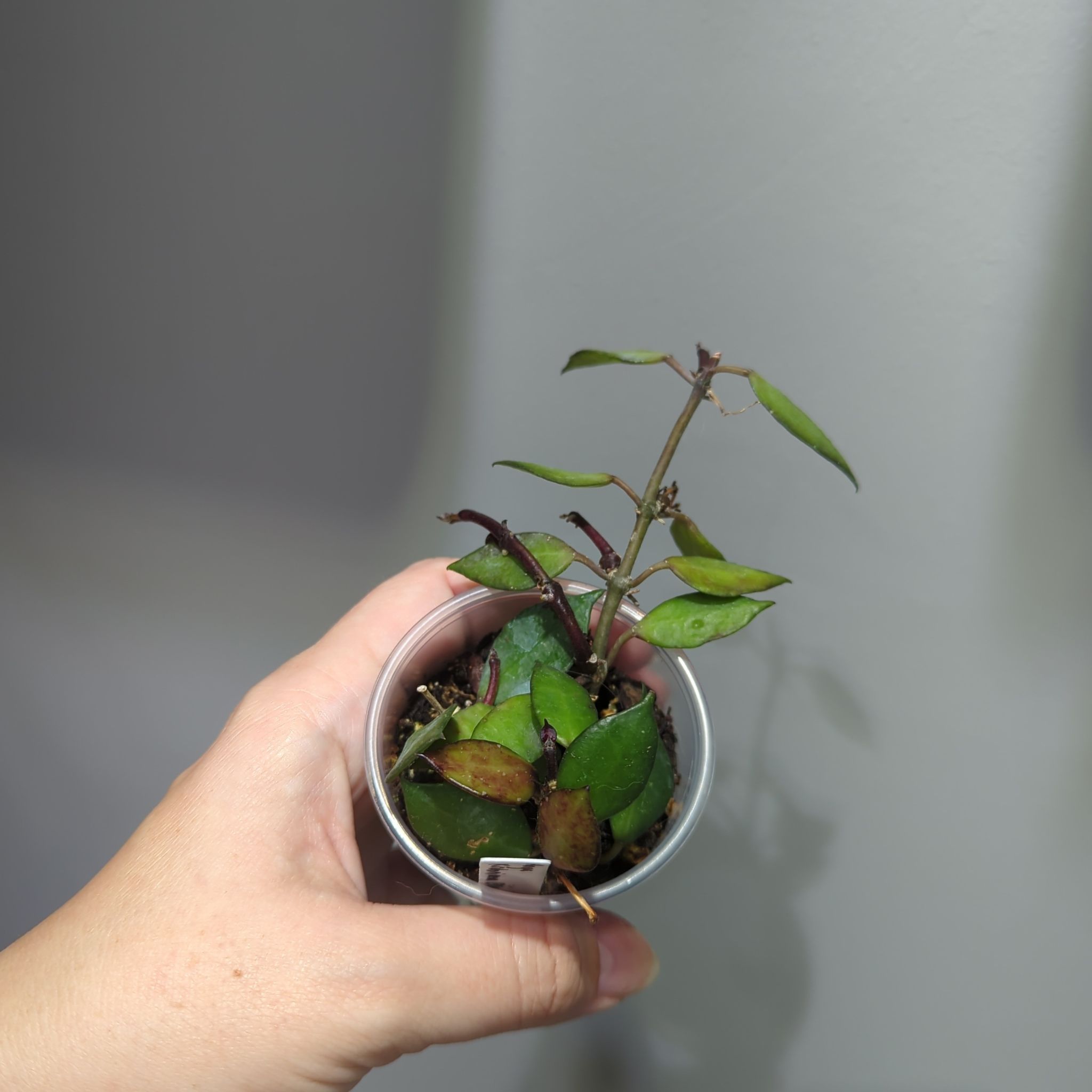 A small potted Hoya krohniana black plant with some yellowing and browning leaves, held by a hand.