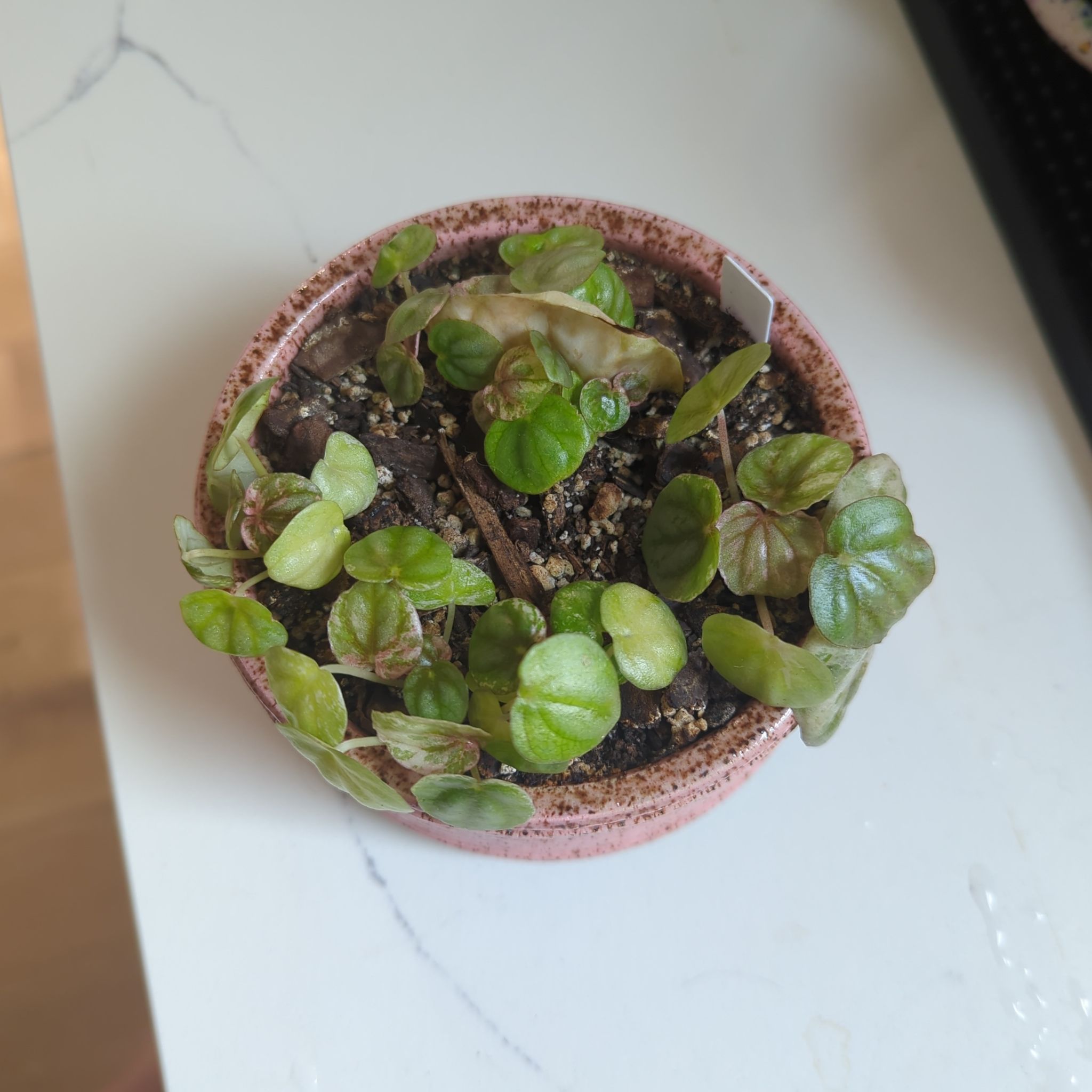 Peperomia Pink Lady plant in a small pot with some yellowing and browning leaves.