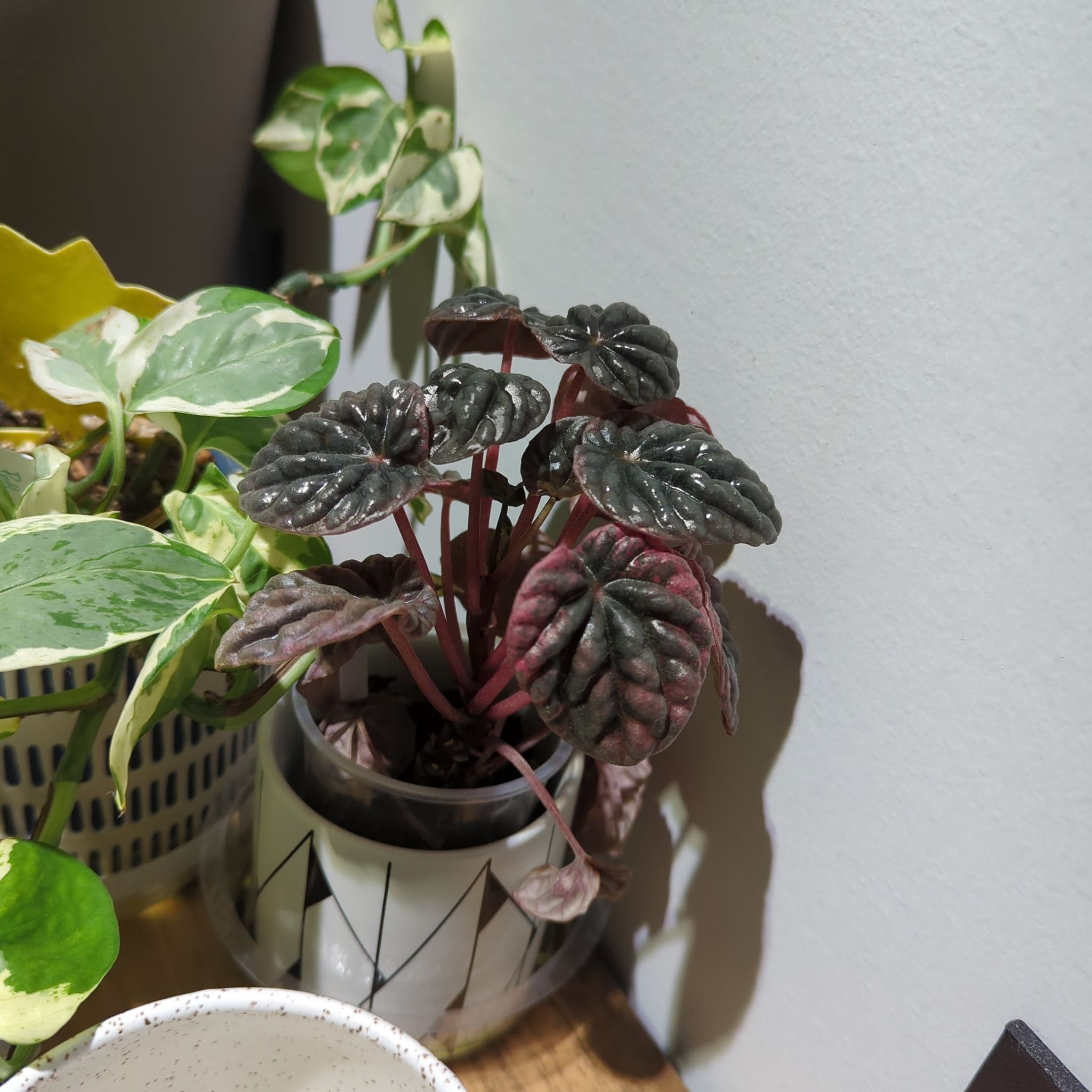 Photo of the plant species Peperomia Abricos by @MorganJungle named Surya on Greg, the plant care app