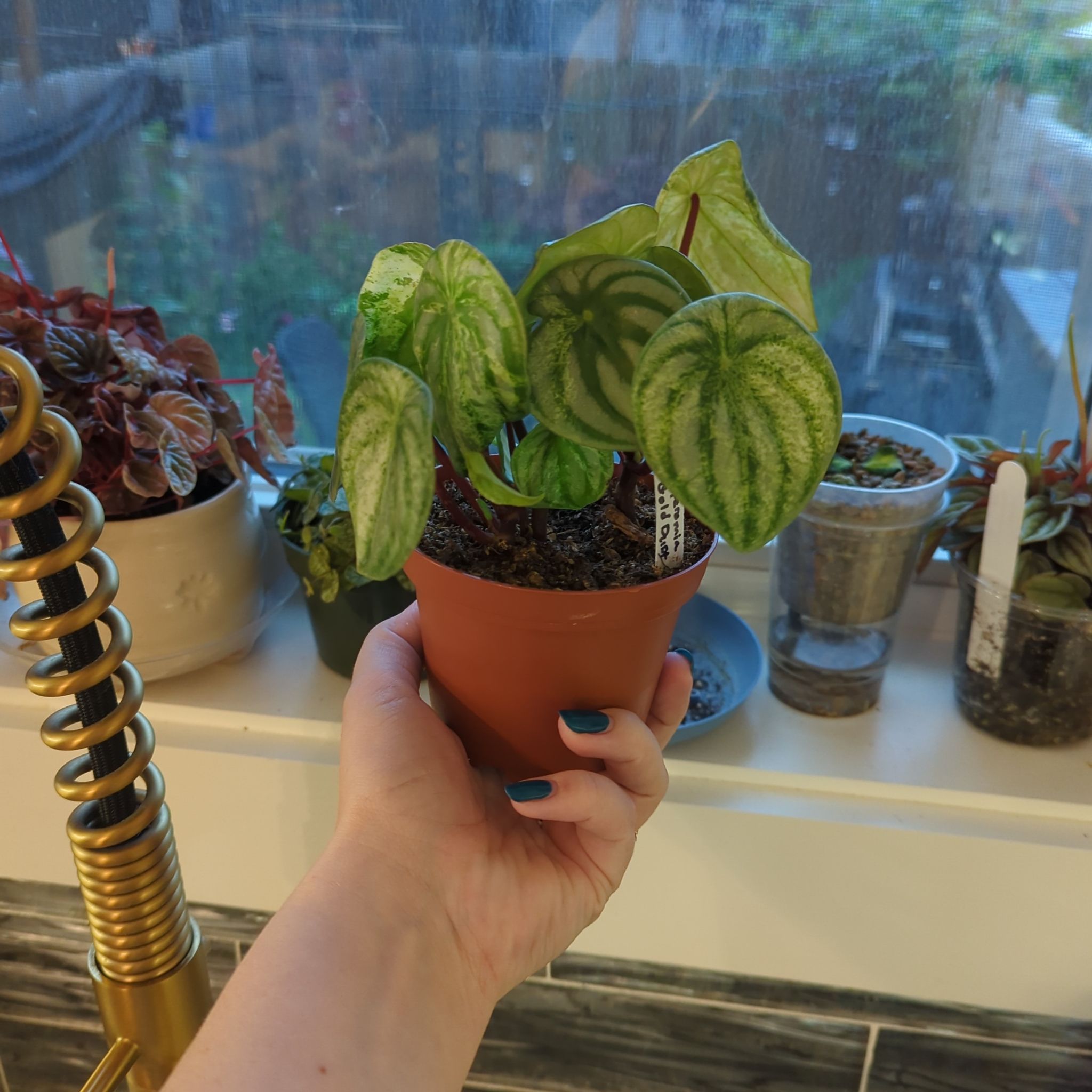 Photo of the plant species Peperomia Gold Dust Woman by @MorganJungle named Foxxy on Greg, the plant care app