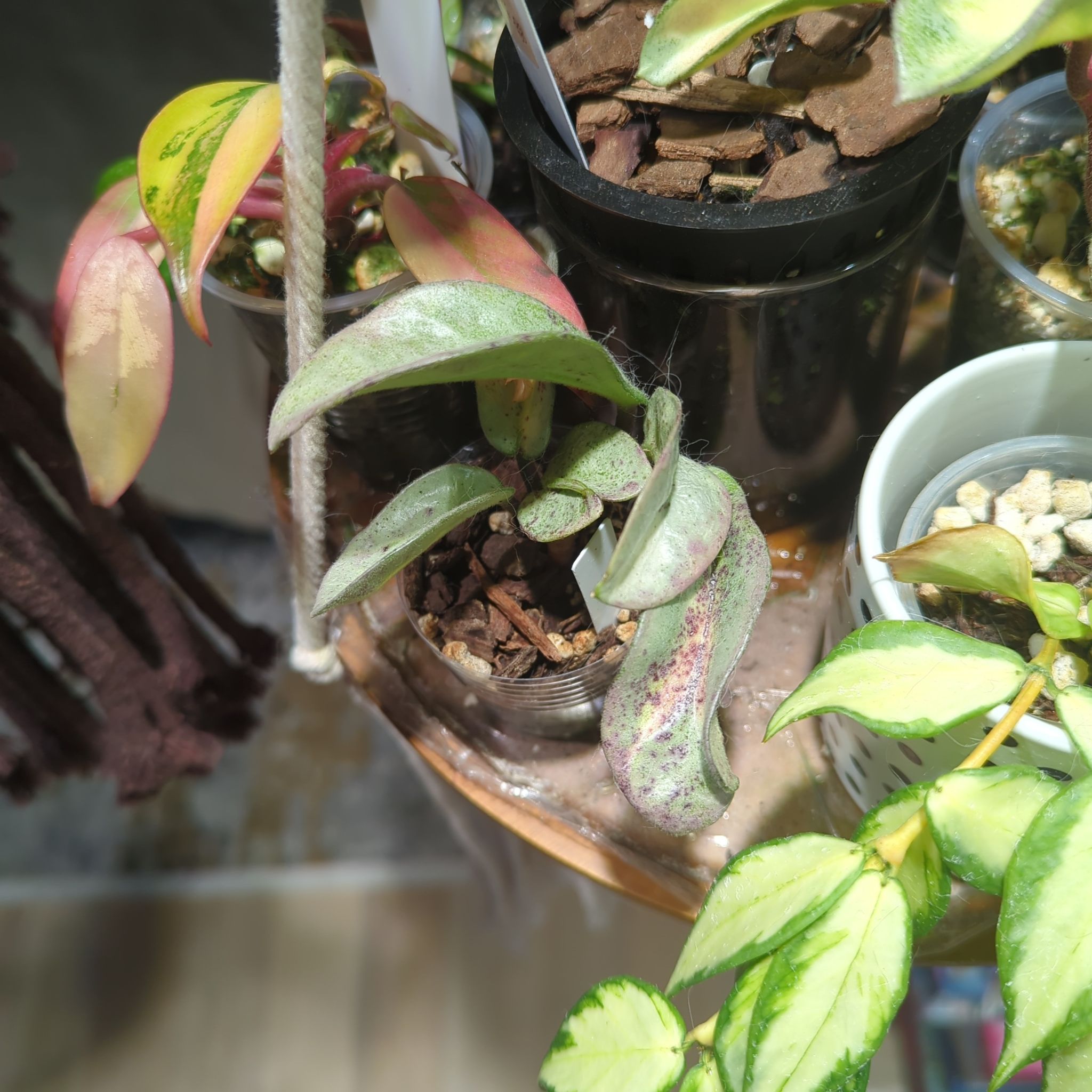 Photo of the plant species Hoya Argentea Princess by @MorganJungle named Forrest on Greg, the plant care app