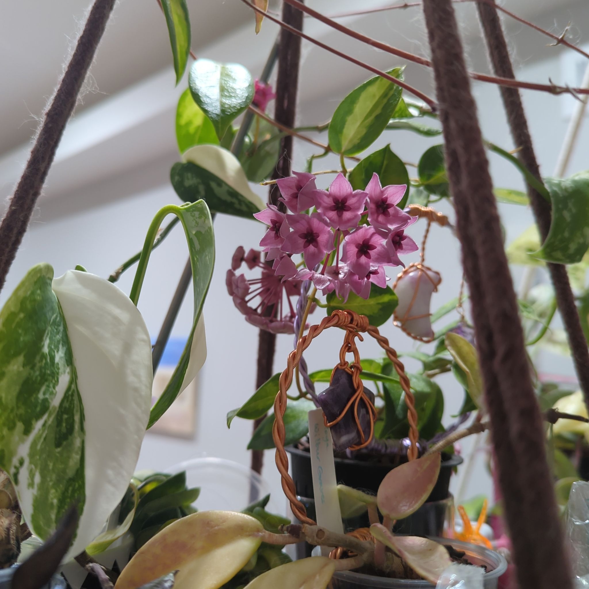Photo of the plant species Hoya dennisii by @MorganJungle named Frida (Dennisii Frida) on Greg, the plant care app