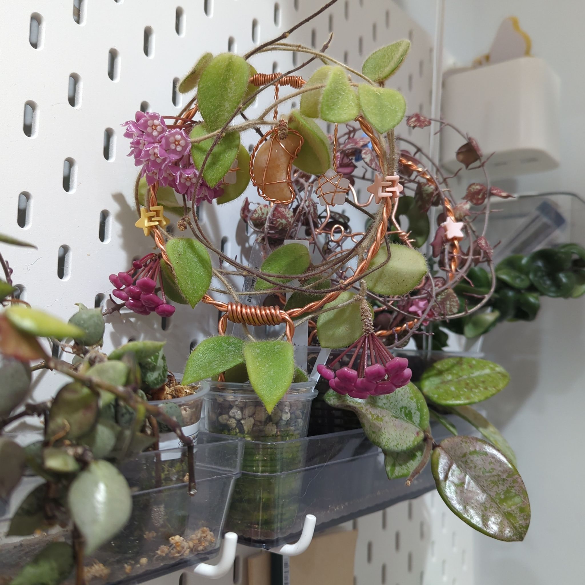 Photo of the plant species Hoya thomsonii pink by @MorganJungle named Shakira on Greg, the plant care app