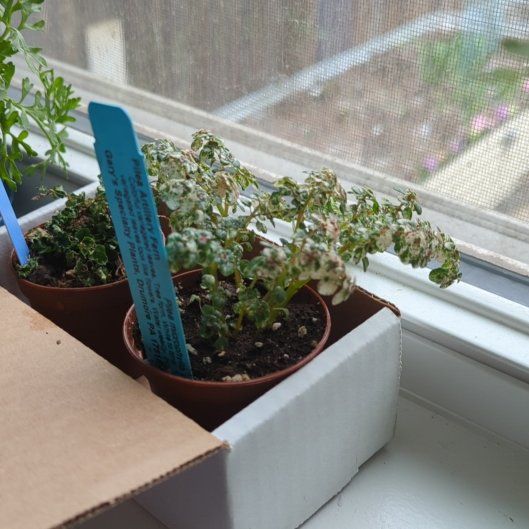 Photo of the plant species artillery plant by @MorganJungle named Fernie on Greg, the plant care app